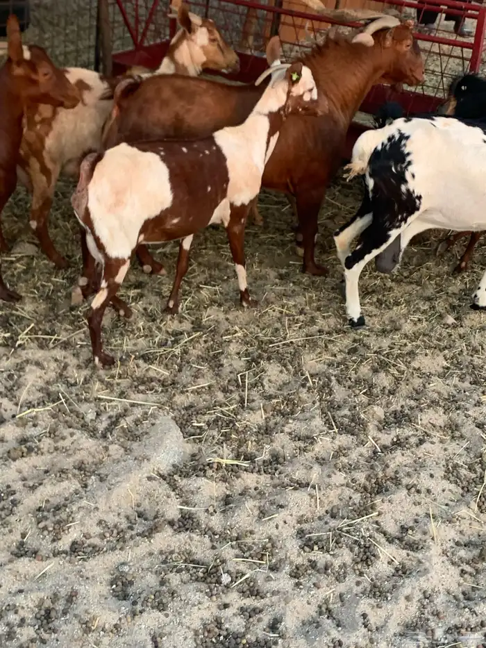 للبيع معزا دهم ومرخ جنوبيه 17