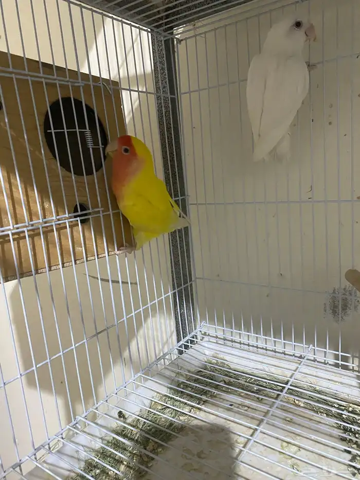 زوج روز منتج 2