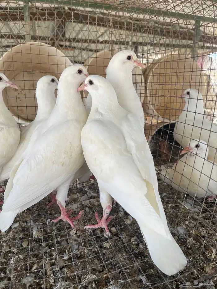 فروخ حمام فرنسي 0