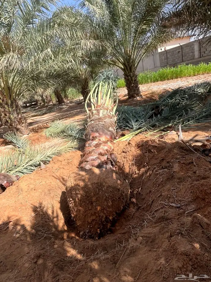 يوجدلديناجميع انواع انخل العربي والواشنطن 13