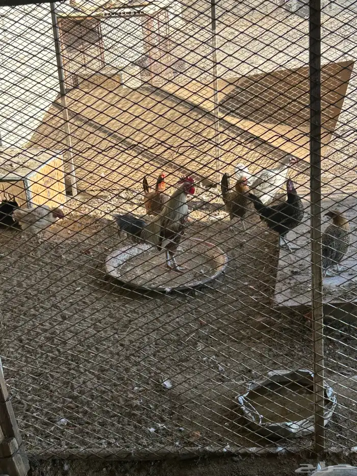 دجاج وذكر بط 0