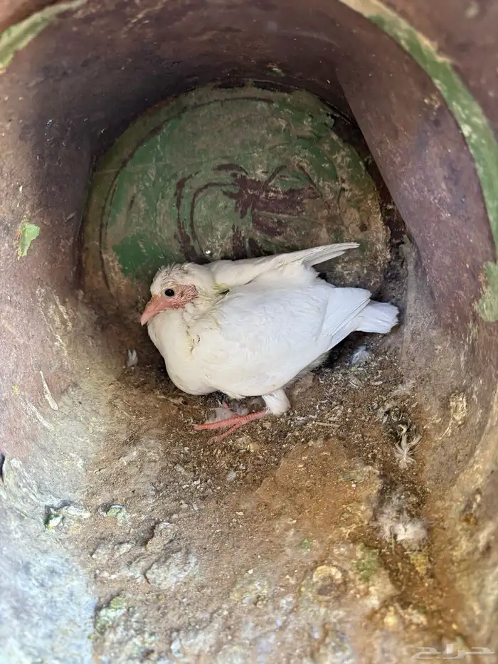 فراخة زاجل وفرنسي شرط احجام وطعم(تم البيع) 10