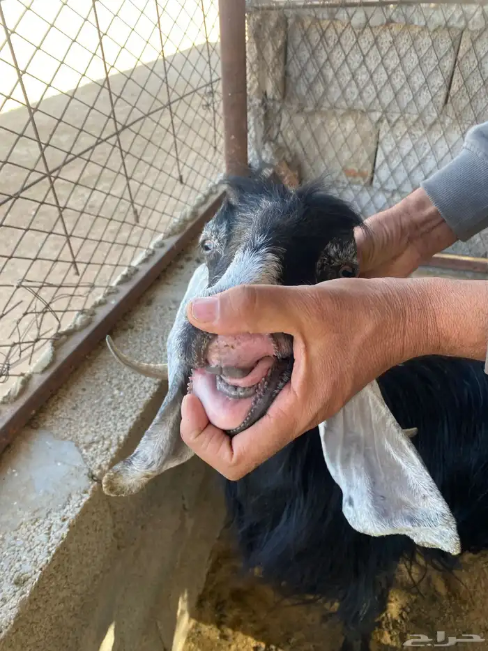 معزا عوارض 2