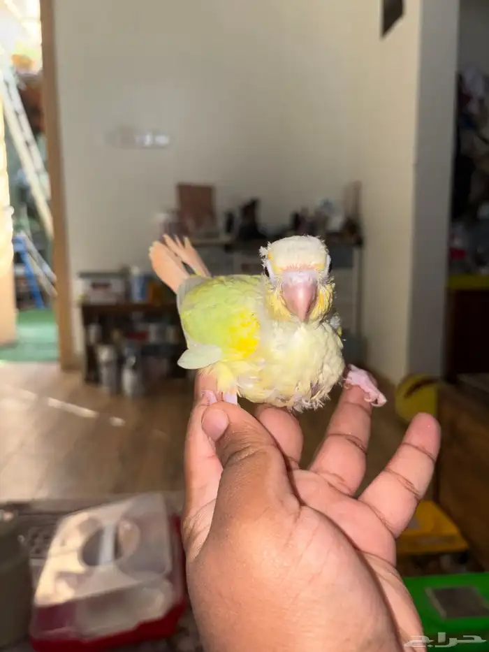 فرخ مون شيك 0