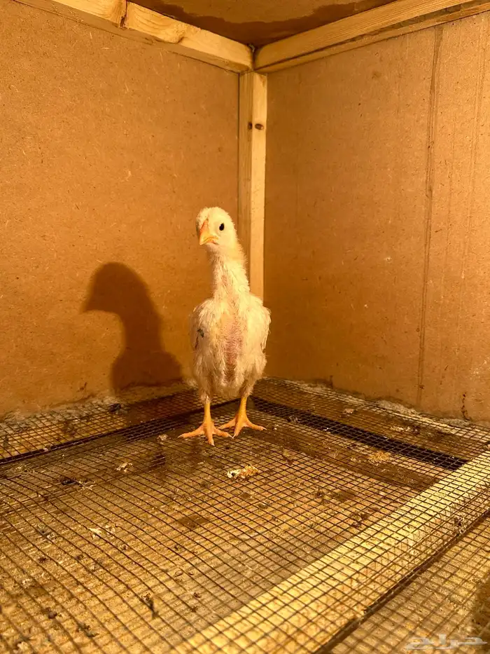 صوص كوشامو (تم البيع) 10