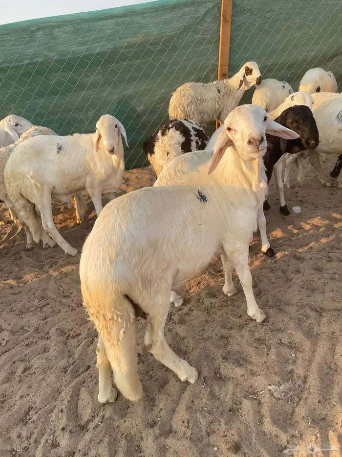 غنم سواكني جملة وتجزئة 3