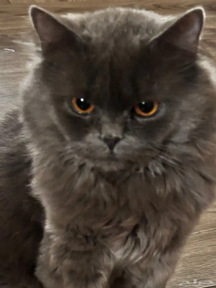 للتبني قط برتش مهجن مع سكوتش 0