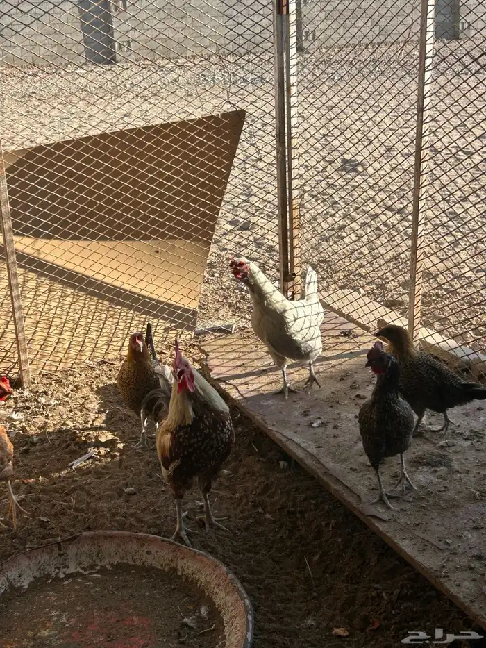 دجاج وذكر بط 2