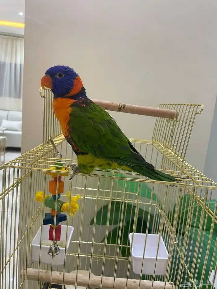 للبيع ببغاء الوري 5