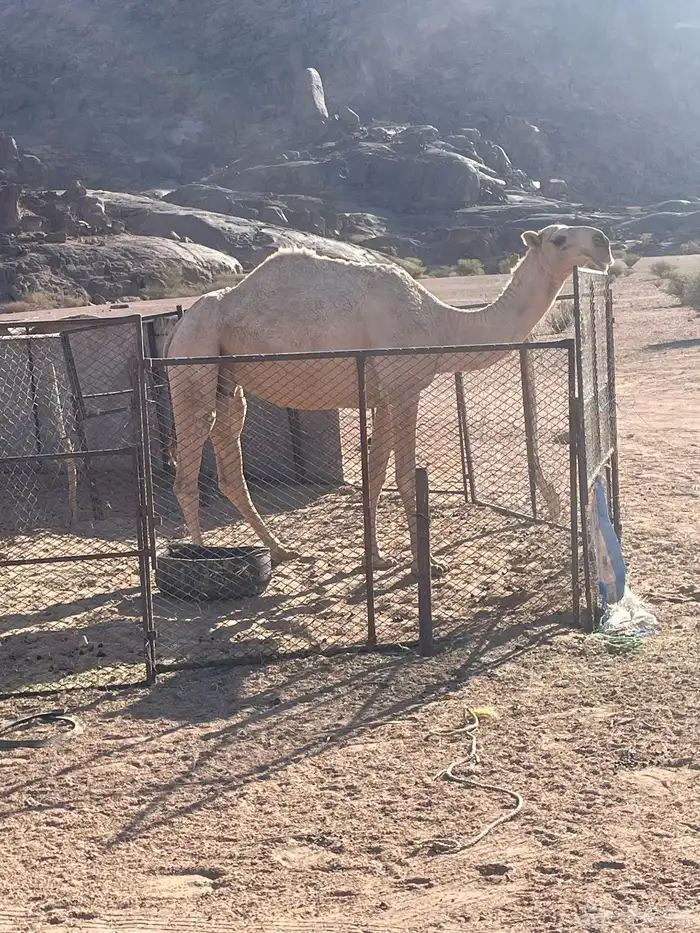 ضروبه ثنيه 0