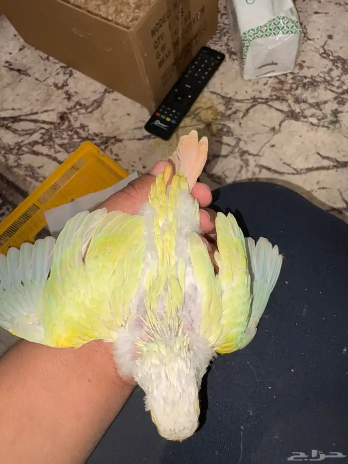 فرخ مون شيك 4