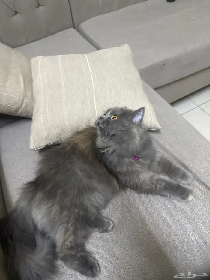 قطه انثى طالبه للتزواج 1