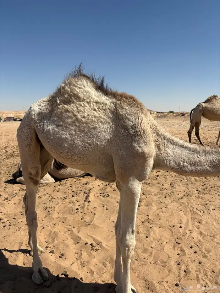 بكرة للبيع 0