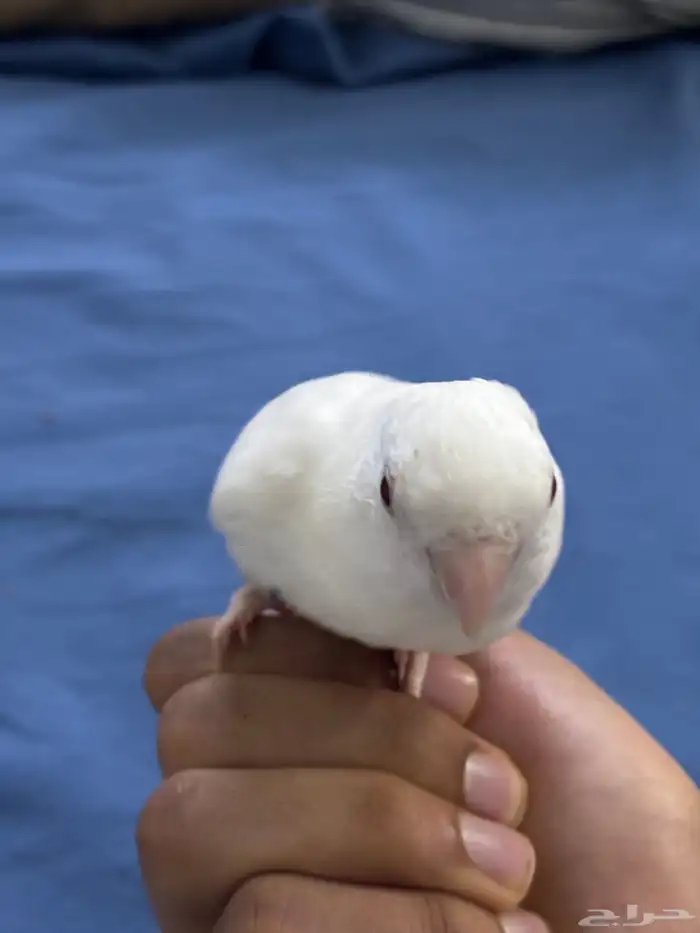 روز البينو عيون احمر اليف 2