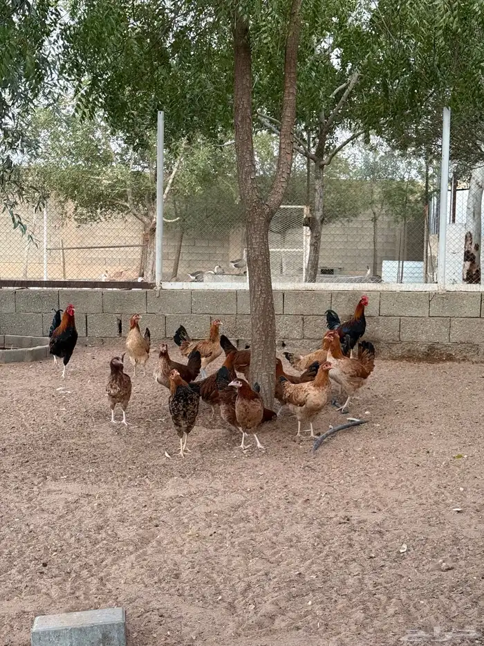دجاج عربي 1