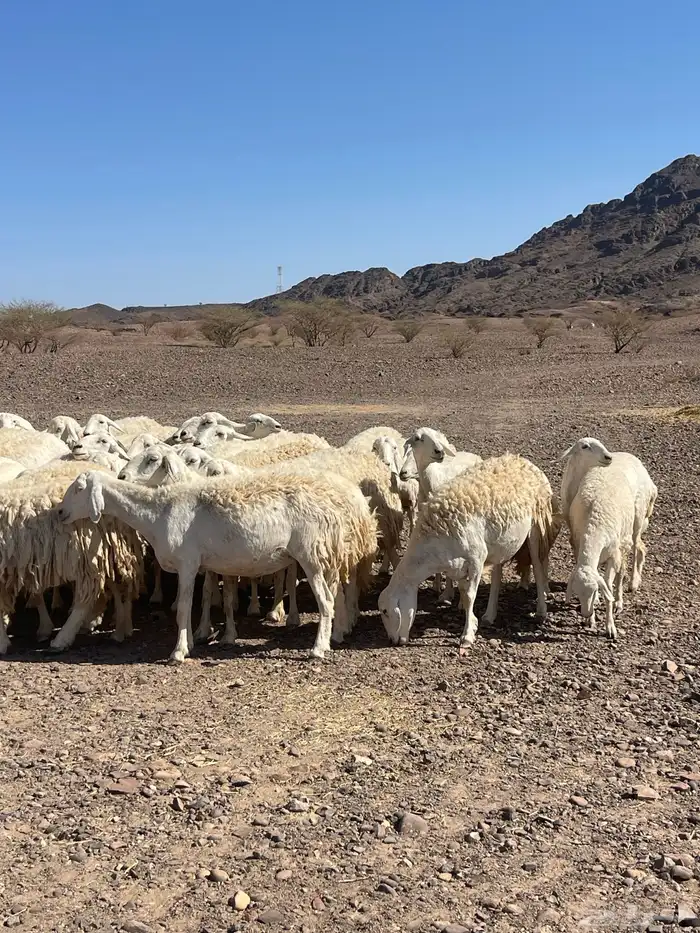 ضان ( تم البيع ) 11