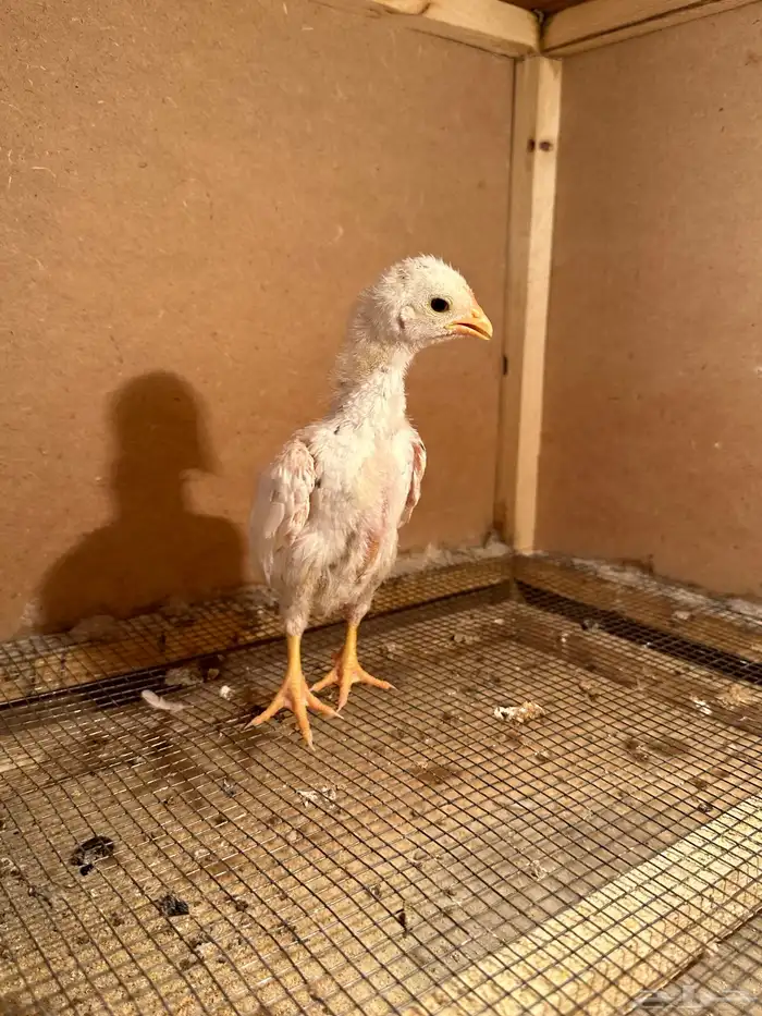 صوص كوشامو (تم البيع) 4