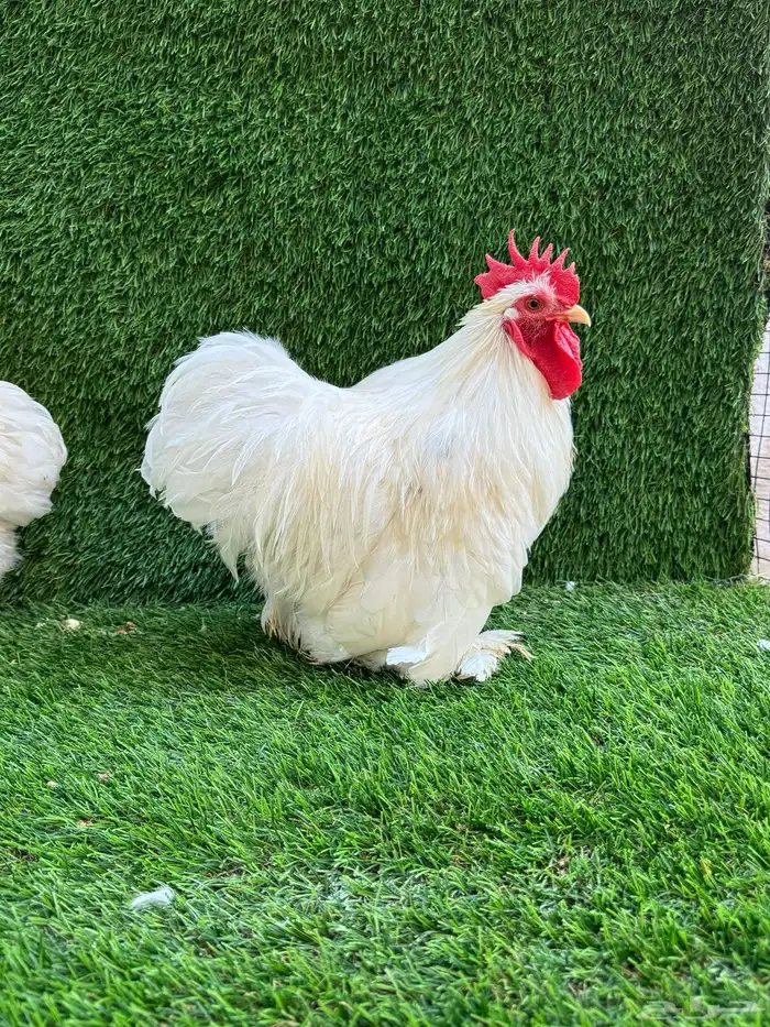للبيع دجاج زينه 3