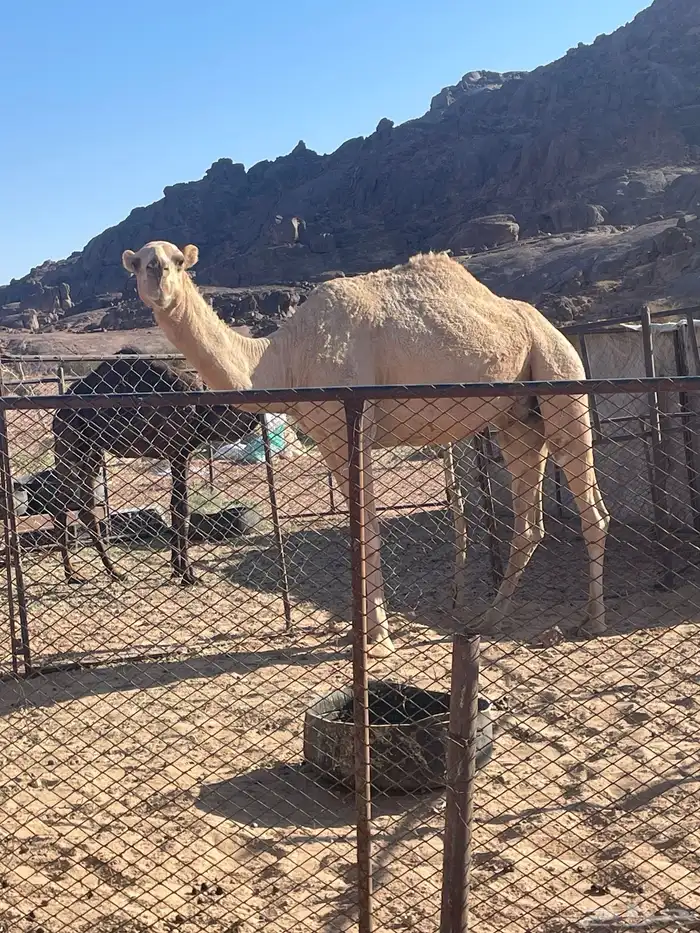 ضروبه ثنيه 1