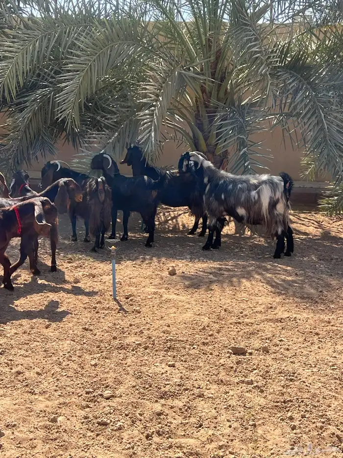 معزا قبرصيه 4