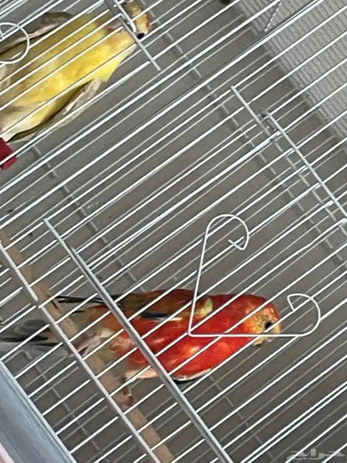 جوز بركيت انتاج شرط الطيور ماشاءالله صحة ونظافة 4