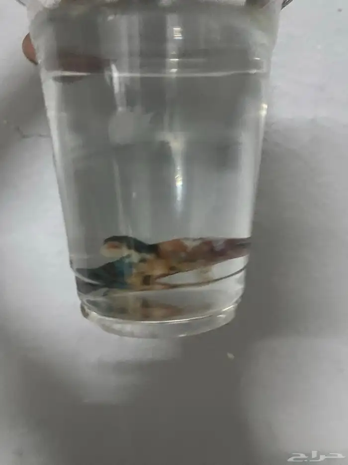 أسماك أنثى أو ذكر للبيع 3