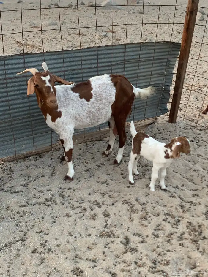 للبيع معزا دهم ومرخ جنوبيه 6