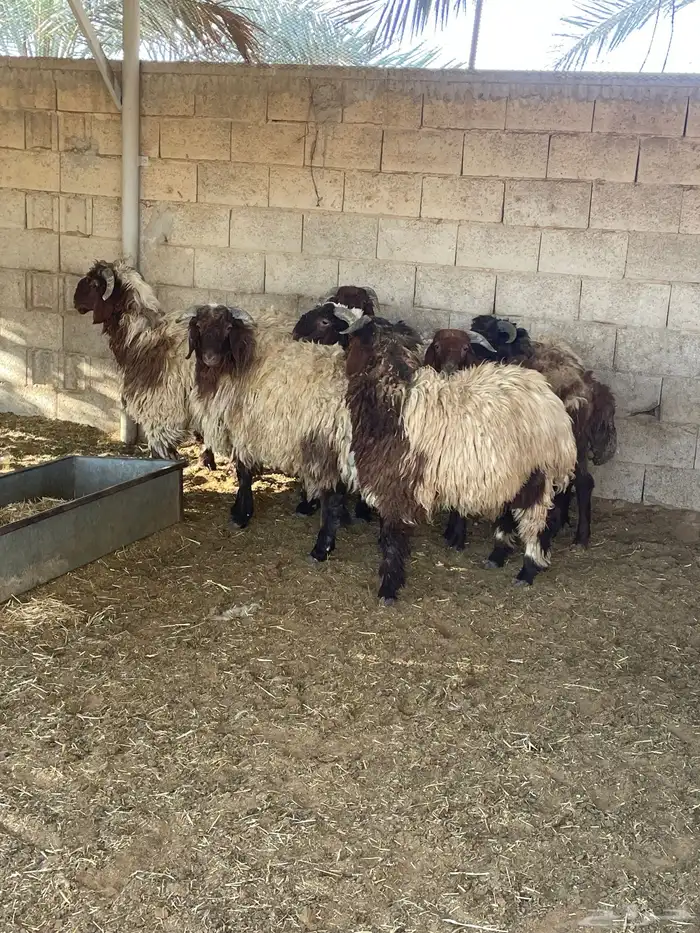 جذعان نعيم للبيع 0