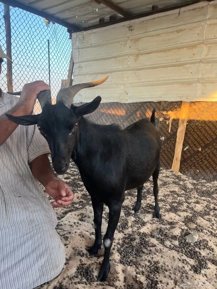 تيس ميرسلانو (أسباني) 1