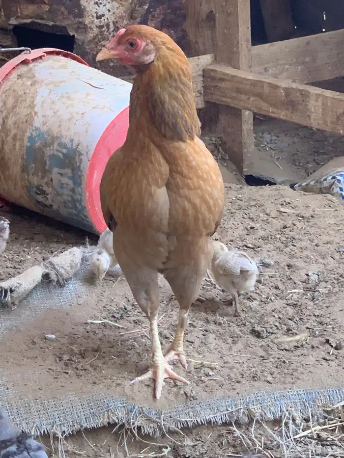 دجاج بلدي اصيل 8