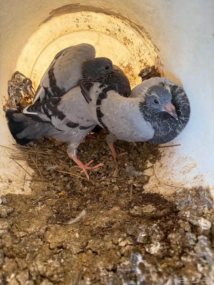 فراخة زاجل وفرنسي شرط احجام وطعم(تم البيع) 15