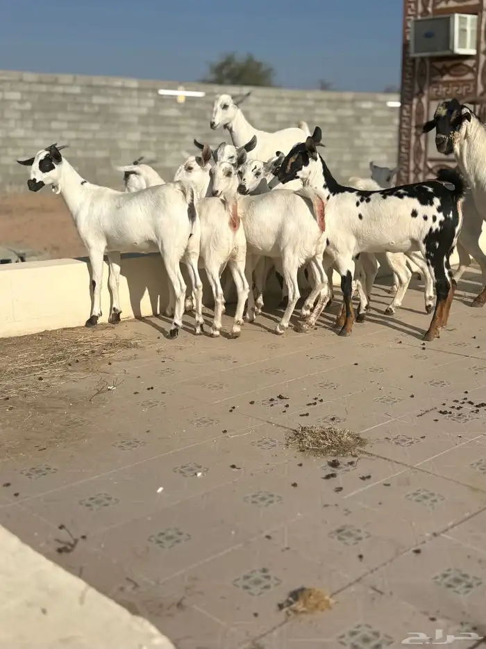 جفرات بيشيه 3