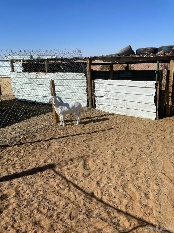 طلي حري للبيع رماح 2