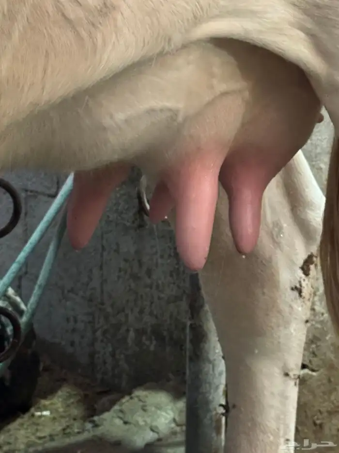 بقره المانيه بيور خصم الخصم بكر 6