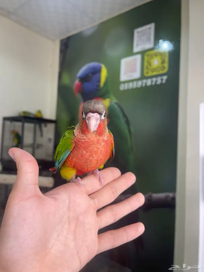 كنيور يلوسايد دبل رد فاكتور 5