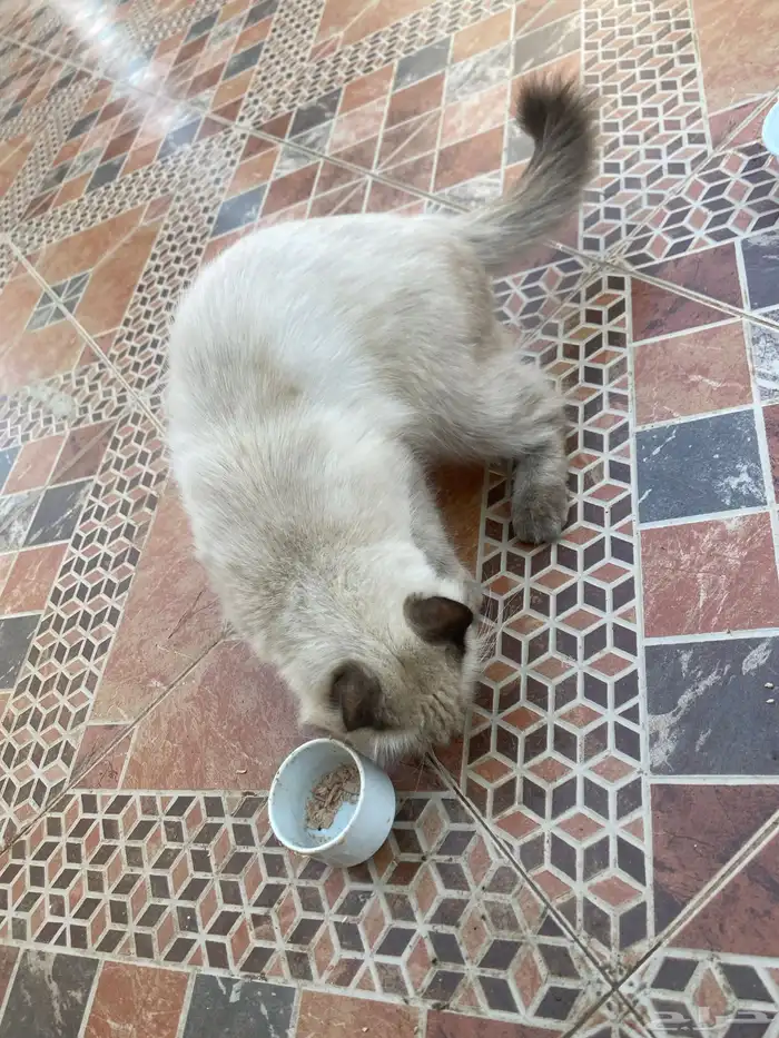 قط للبيع على السوم 0