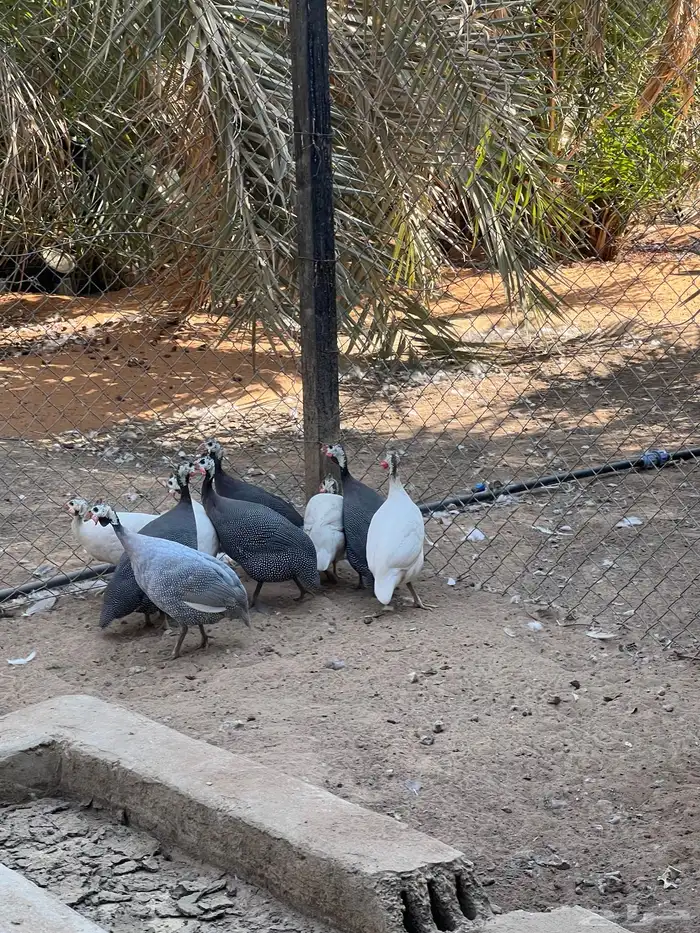 حبش دجاج حجل للبيع الخرج العفجه 1