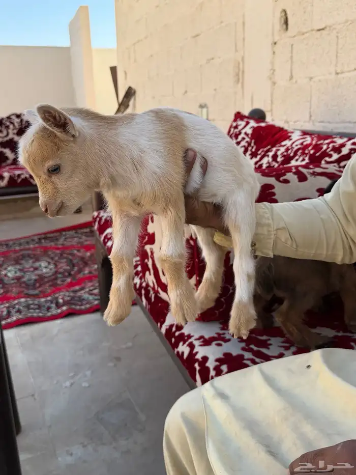 ماعز قزمي جفرة وتيسين 3