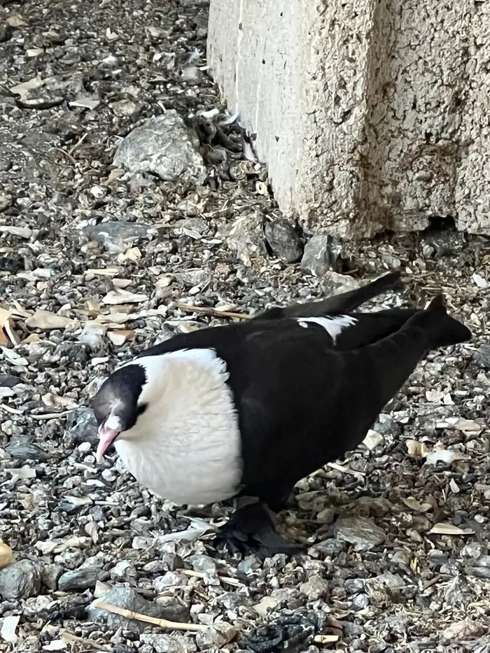 حمام لبناني شخشرلي 6