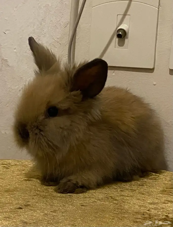 ارنب انقورا صغير للبيع اليف 2