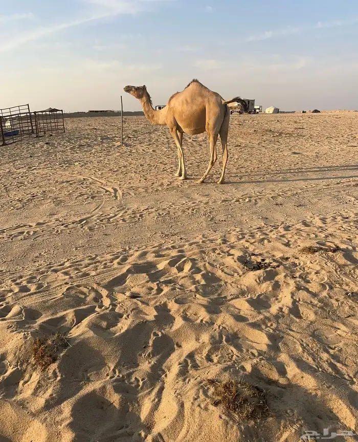 ناقه عمانيه لقحه ملاقي 3