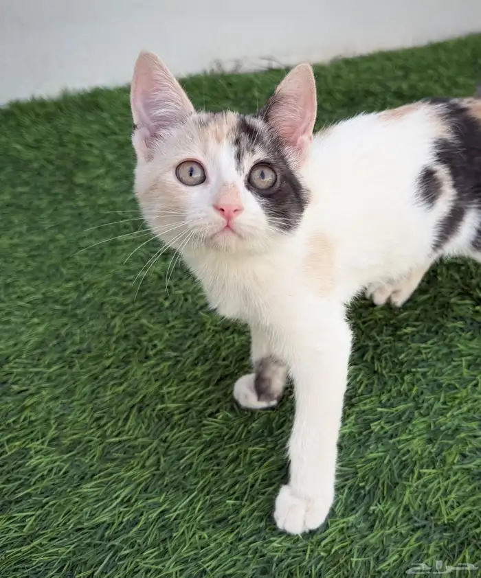 قطه للتبني 2