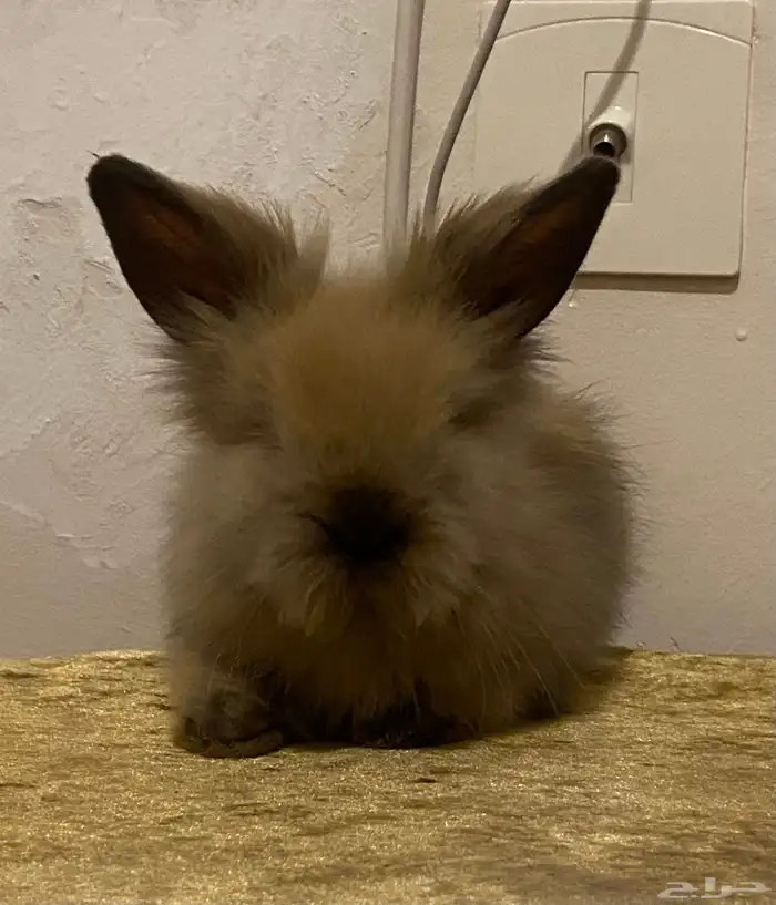 ارنب انقورا صغير للبيع اليف 1