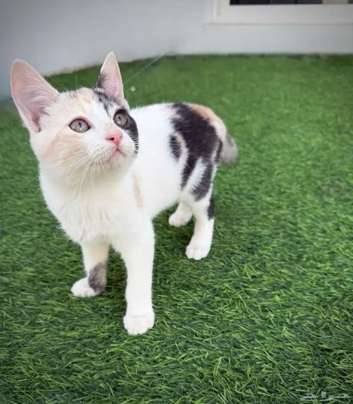 قطه للتبني 0