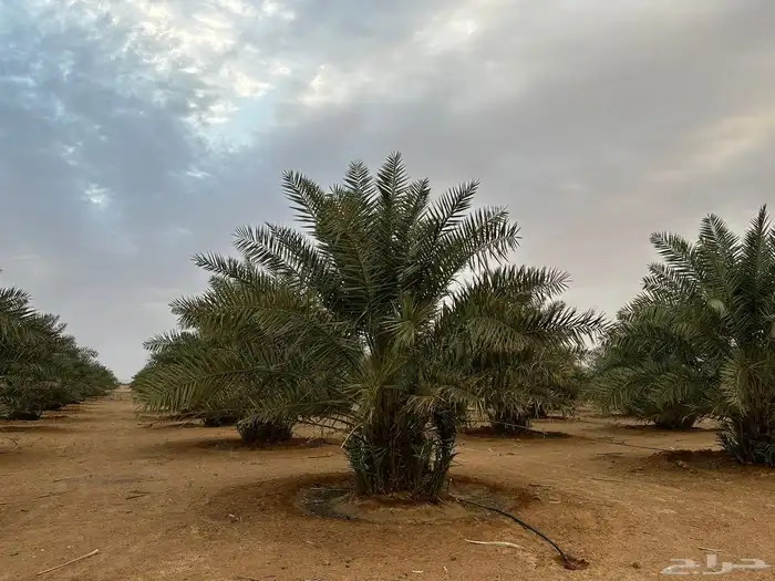 مزرعه للبيع في الحماده فروثي 4