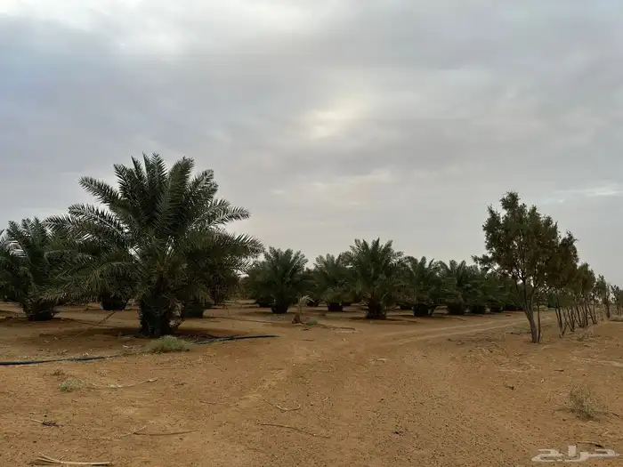مزرعه للبيع في الحماده فروثي 2