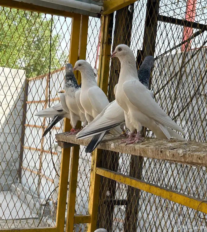 حمام باكستاني - قوالدن 1