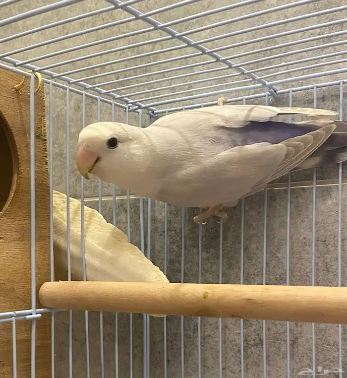 للبيع زوج روز منتج 1