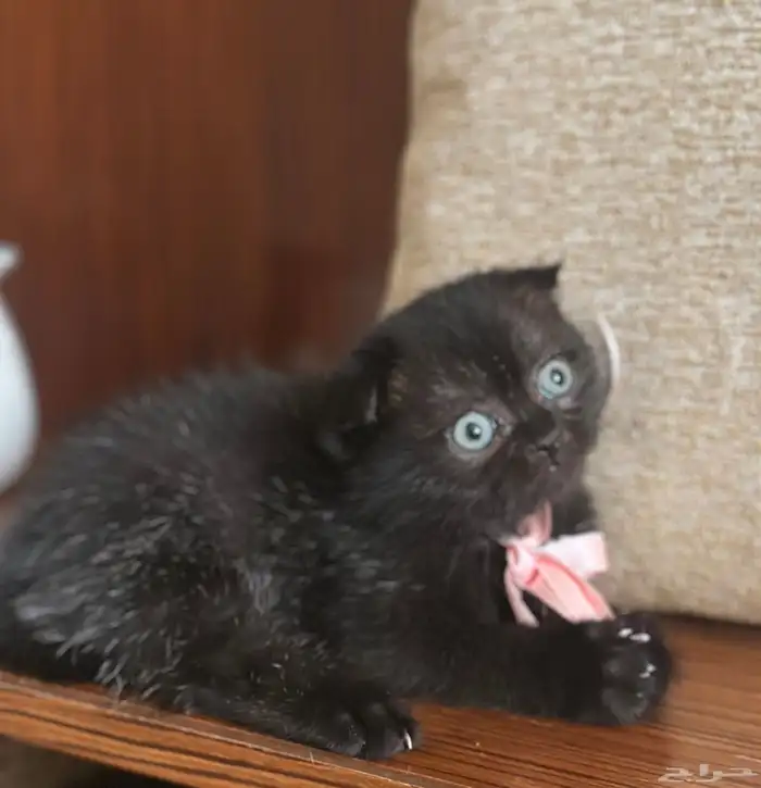 قطط كيتن البيع 3