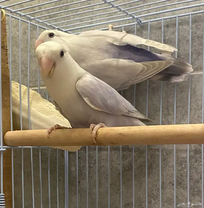 للبيع زوج روز منتج 0